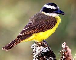 Boat Billed Flycatcher