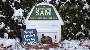 Shadow seen 2020, nap enthusiast, melon lover, digger of tunnels, weather prognosticator of shubenacadie wildlife park in. Shubenacadie Sam Says It S Going To Be An Early Spring Cbc News