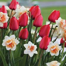Daffodil Narcissus Delnashaugh Stretch The Daffodil Season With This Beautiful Late Blooming Double Layers Of Large Pure White Petals Are Interspersed Wi