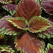 Image result for Coleus tetragonus