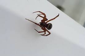 In one incident last year, a co waterford woman spent six days in hospital after being bitten by a false widow spider which ran up. Woman Finds Two Venomous False Widow Spiders At Her Home In Cornwall Cornwall Live
