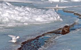 Easy to draw cartoon arcticsea animals. How Animals Survive Extreme Cold Conditions