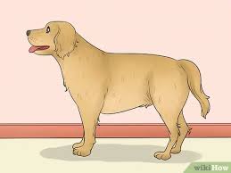 How To Measure Dog Height 7 Steps With Pictures
