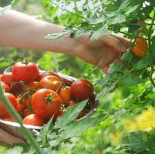 The plants look healthy, and the fruit develops normally. Growing Tomatoes 101 How To Plant And Grow Tomatoes