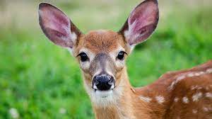 Study Finds Deer Only Mammal Besides Humans That Totally Suck