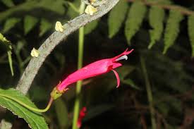 Image result for Prismatocarpus cordifolius