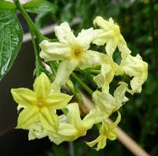 Image result for Pseudomussaenda