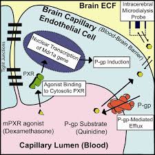 Image result for P-Glycoprotein