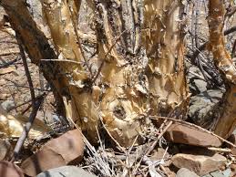 Image result for Euphorbia guerichiana