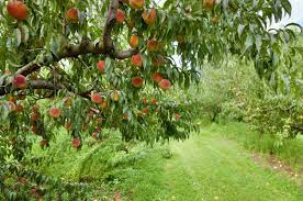 Maybe you would like to learn more about one of these? Zone 8 Fruit Trees Learn About Fruit Tree Varieties For Zone 8