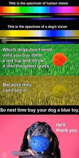 Dogs Are Not Colour Blind They Just Have A Limited Range Of Colours They Can See I Can T Say I Am 100 Convinced About This Giv Dogs Dog Facts Animal Facts