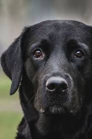 Untitled Black Labrador Retriever Black Labrador Labrador