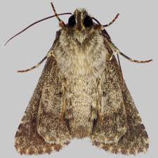 Image result for Hadena compta