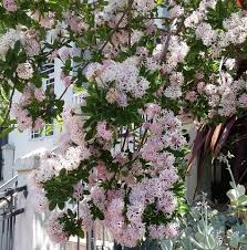 Image result for Dais cotinifolia