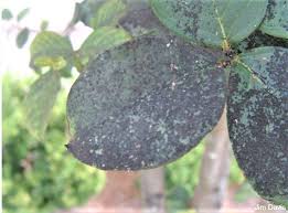 Maybe you would like to learn more about one of these? Keeping Your Crape Myrtles Pest Free Hernando Sun