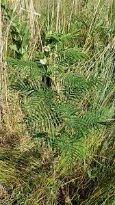 Image result for Acacia permixta