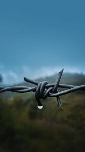 2160x3840 Close Up Barbed Wire Wallpaper Barbed Wire Wallpaper Western Photography Barbed Wire