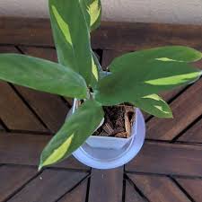 Image result for Maranta arundinacea