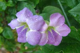 Image result for Asystasia sp. (Biegel 5184)