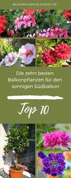 10 Pflegeleichte Balkonpflanzen Fur Die Sonne Balkonrosen Blog Balkon Pflanzen Pflegeleicht Balkon Pflanzen Balkonkasten Bepflanzen