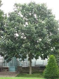 Aspen Trees White Oak Tree Garden Tree House Plants