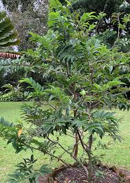 Image result for Annona squamosa