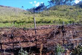 Image result for Vernonanthura polyanthes