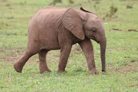 This footage was filmed when baby elephant navann was 1 year old at. Elephant Baby Elephant Baby Animal Wild Animal Animal World Free Image From Needpix Com