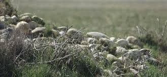 Possible aggravation de la pollution de la r&eacute;serve naturelle des coussouls de crau. La Crau Seche Et Le Coussoul 13