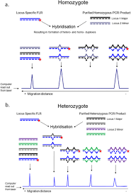 You seem to have css turned off. Development And Optimization Of A Hybridization Technique To Type The Classical Class I And Class Ii B Genes Of The Chicken Mhc Springerlink