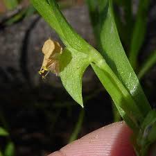 Image result for Commelina subulata