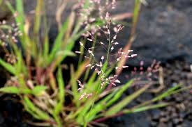 Image result for Eragrostis unioloides