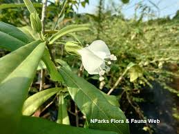 Image result for Hibiscus micranthus