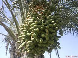 Are you wondering how to say kurma in american english ? Buah Kurma Segar Fresh Date Mapio Net