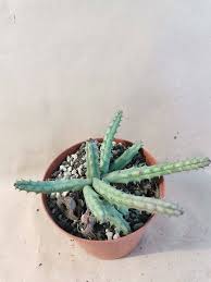Image result for Huernia volkartii