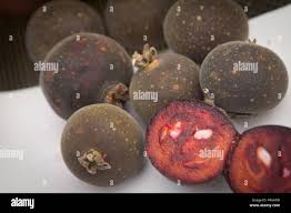 Image result for Dovyalis sp. A