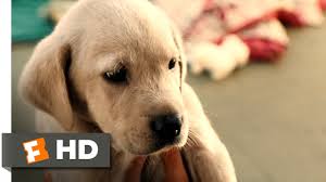 After their wedding, newspaper writers john and jennifer grogan move to florida. Marley Me 1 5 Movie Clip Clearance Puppy 2008 Hd Youtube