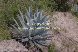 Image result for Agavaceae