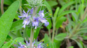We did not find results for: Bee S Bliss Sage Plant Grows In Slo County Ca Gardens San Luis Obispo Tribune