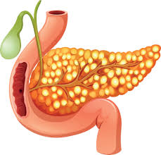 Image result for pancreas)