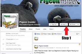 How to breed, race, win, and make money with racing pigeons. The Bull System Made Easy Winning Pigeon Racing And Racing Pigeons Strategies Pigeon Insider