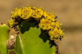 Image result for Exotheca abyssinica