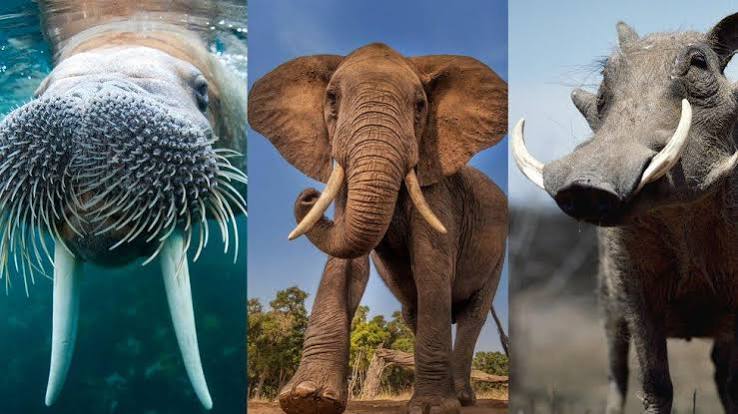Where did tusks come from? Why do only some animals have them? - BBC  Newsround