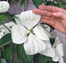 Branches are laden with gorgeous creamy white blooms that can exceed six inches in diameter. Venus Dogwood Deborah Silver Co