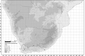 Image result for Gunillaea rhodesica