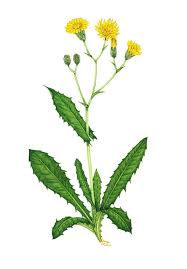 Image result for Crepis