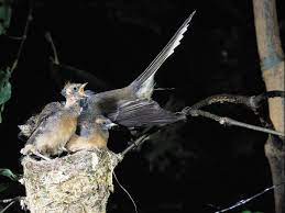 Silence Of The Fantails New Zealand Geographic