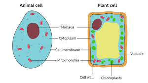 How to plant cells differ from animal cells. Plant Cells Differ From Animal Cells In The Presence Of