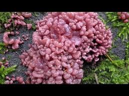 We did not find results for: Creepiest Things Found In The Woods Youtube