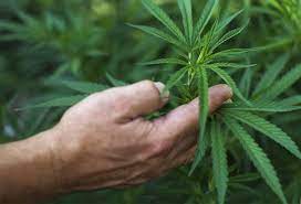 Reefer Madness That Smell Of Skunk May Be Skunk Weed The Mercury News